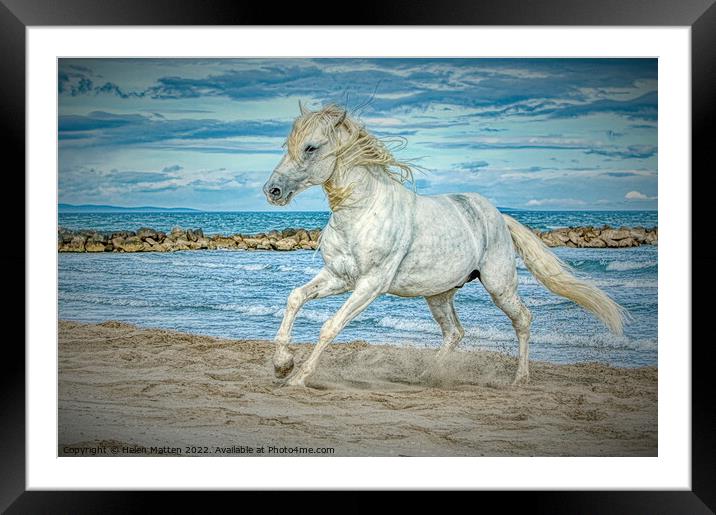 Camargue white stallion horse HDR Framed Mounted Print by Helkoryo Photography