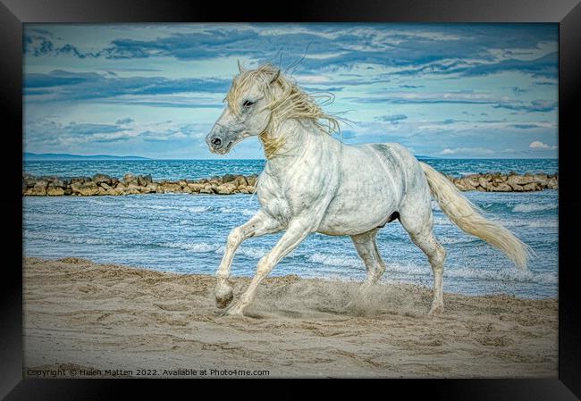 Camargue white stallion horse HDR Framed Print by Helkoryo Photography