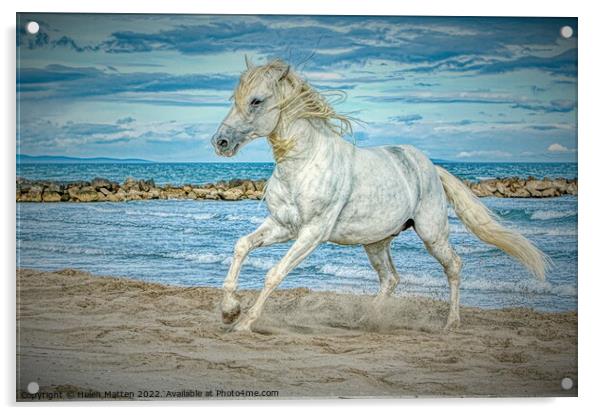 Camargue white stallion horse HDR Acrylic by Helkoryo Photography