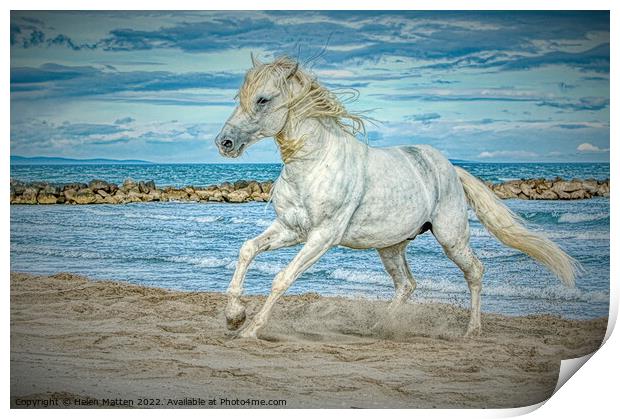 Camargue white stallion horse HDR Print by Helkoryo Photography