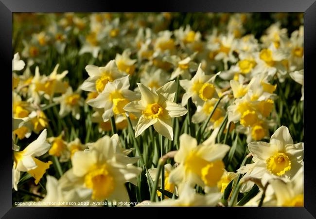 Dafodil flowers Framed Print by Simon Johnson