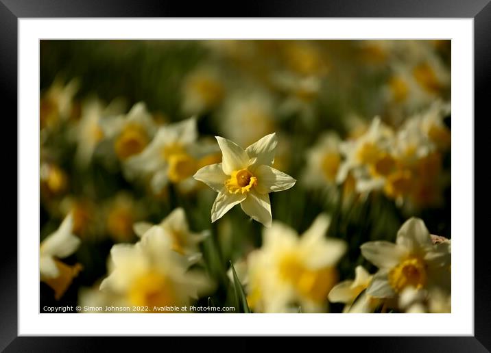 Daffodils  Framed Mounted Print by Simon Johnson