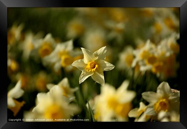 Daffodils  Framed Print by Simon Johnson