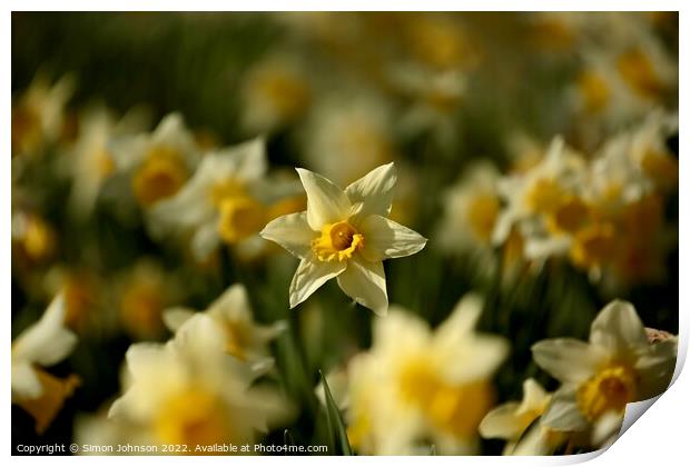 Daffodils  Print by Simon Johnson
