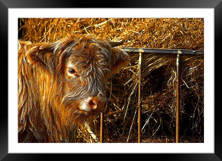 Highland Cow Framed Mounted Print by Trevor Kersley RIP