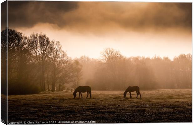 New Forest Horses Grazing in the Morning Mist Canvas Print by Chris Richards