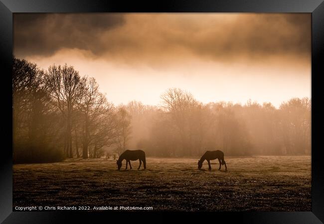 New Forest Horses Grazing in the Morning Mist Framed Print by Chris Richards