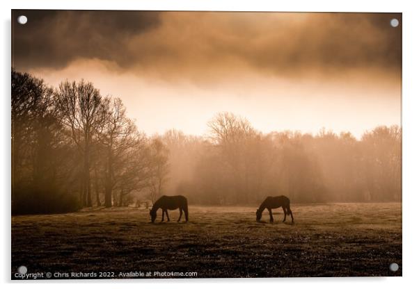 New Forest Horses Grazing in the Morning Mist Acrylic by Chris Richards