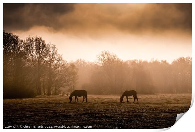 New Forest Horses Grazing in the Morning Mist Print by Chris Richards