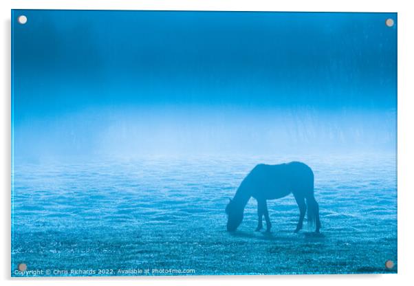 New Forest Pony Grazing in Morning Mist Acrylic by Chris Richards