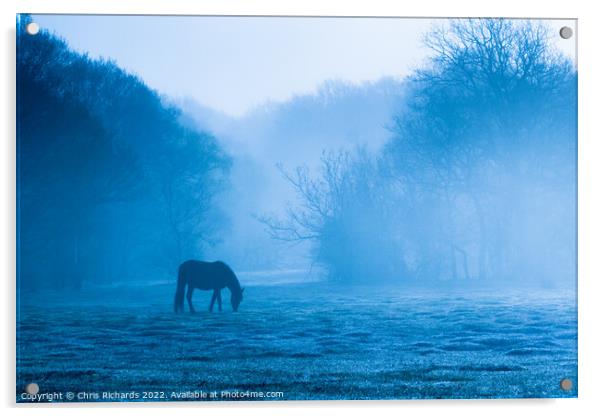 Horse Grazing in Morning Mist, New Forest, Hampshire Acrylic by Chris Richards