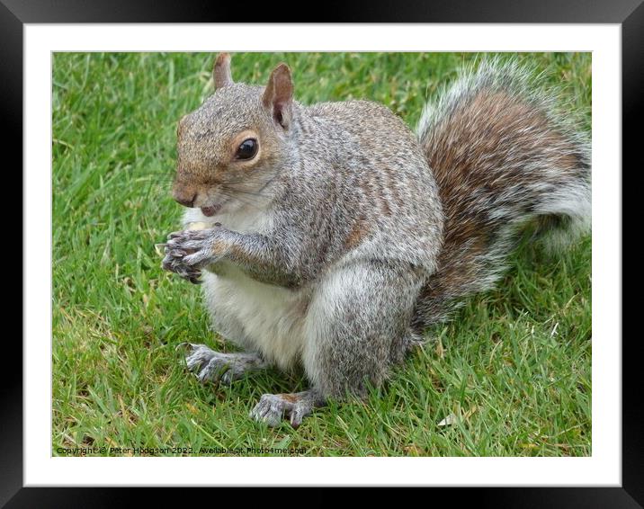 An alert Squirrel Framed Mounted Print by Peter Hodgson