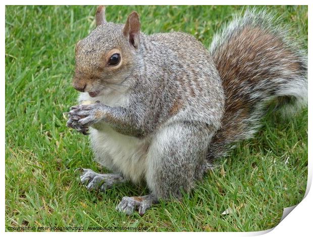 An alert Squirrel Print by Peter Hodgson