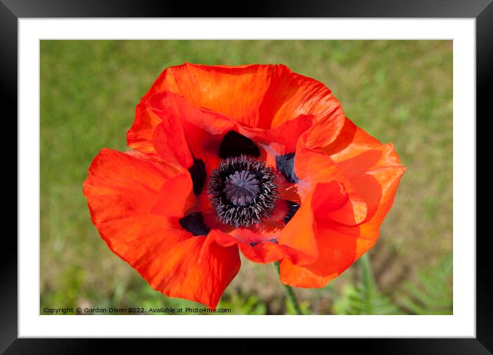 Brilliant orange red single poppy flower - Papaver Orientale Framed Mounted Print by Gordon Dixon