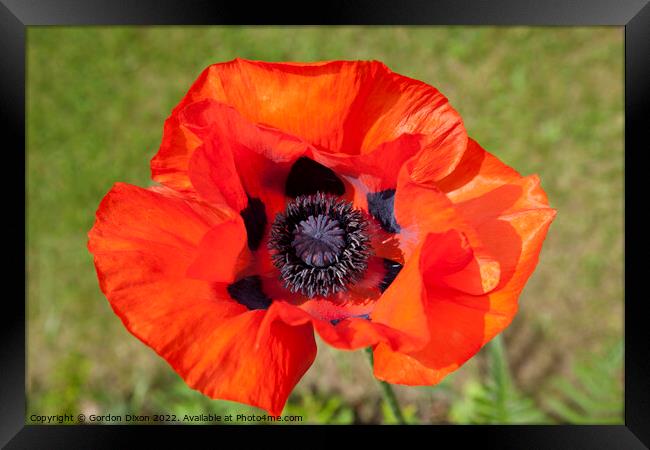 Brilliant orange red single poppy flower - Papaver Orientale Framed Print by Gordon Dixon