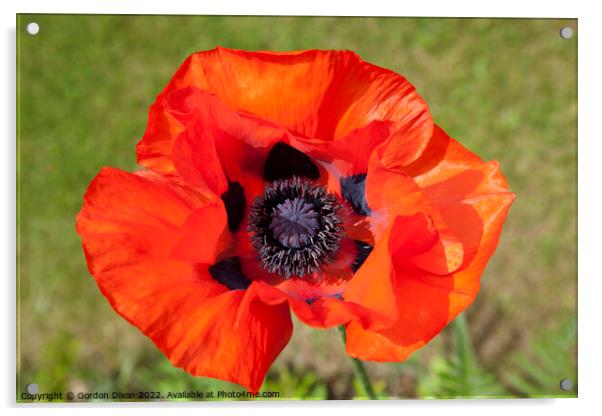 Brilliant orange red single poppy flower - Papaver Orientale Acrylic by Gordon Dixon