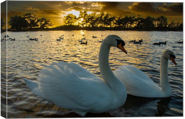 Norman and His Wife...Swans... Canvas Print by Elzbieta Sosnowski