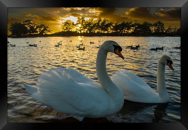Norman and His Wife...Swans... Framed Print by Elzbieta Sosnowski