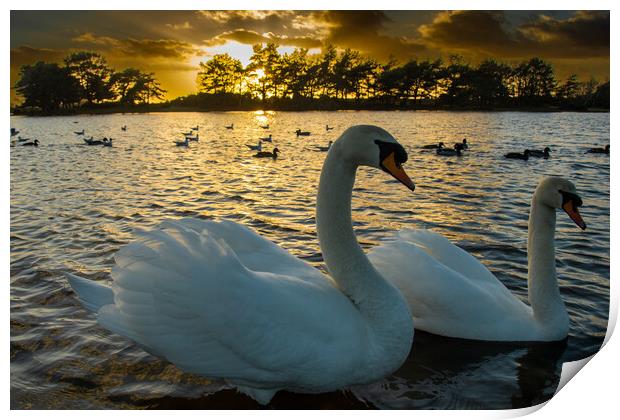 Norman and His Wife...Swans... Print by Elzbieta Sosnowski