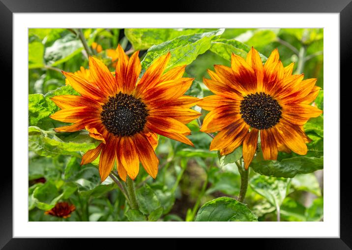 Sunflowers Framed Mounted Print by Ros Crosland