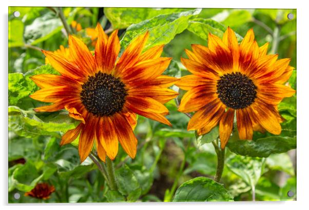 Sunflowers Acrylic by Ros Crosland