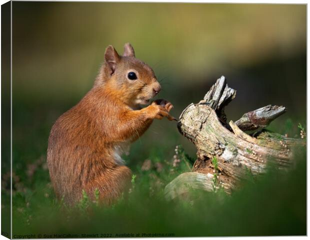 A Red Squirrel Canvas Print by Sue MacCallum- Stewart