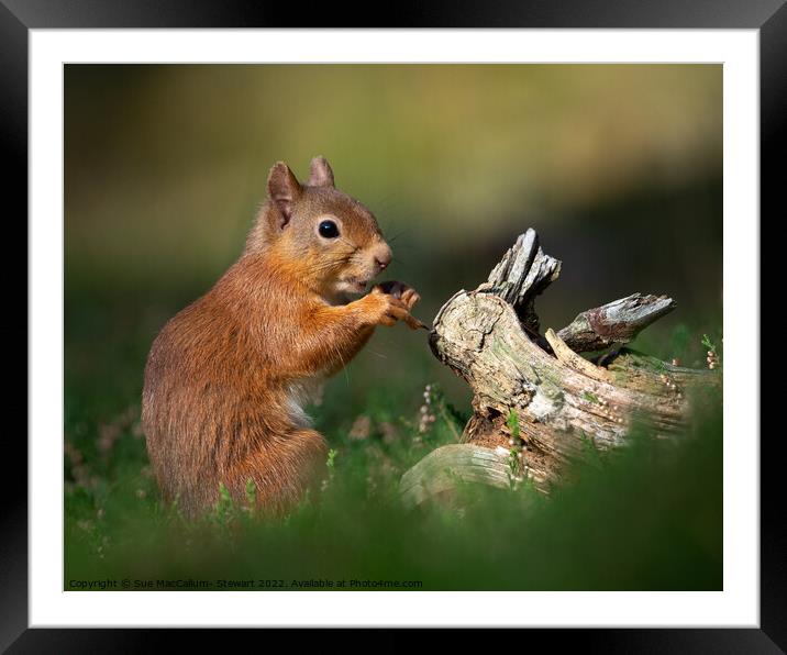 A Red Squirrel Framed Mounted Print by Sue MacCallum- Stewart