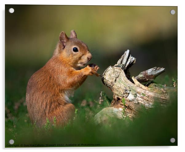 A Red Squirrel Acrylic by Sue MacCallum- Stewart