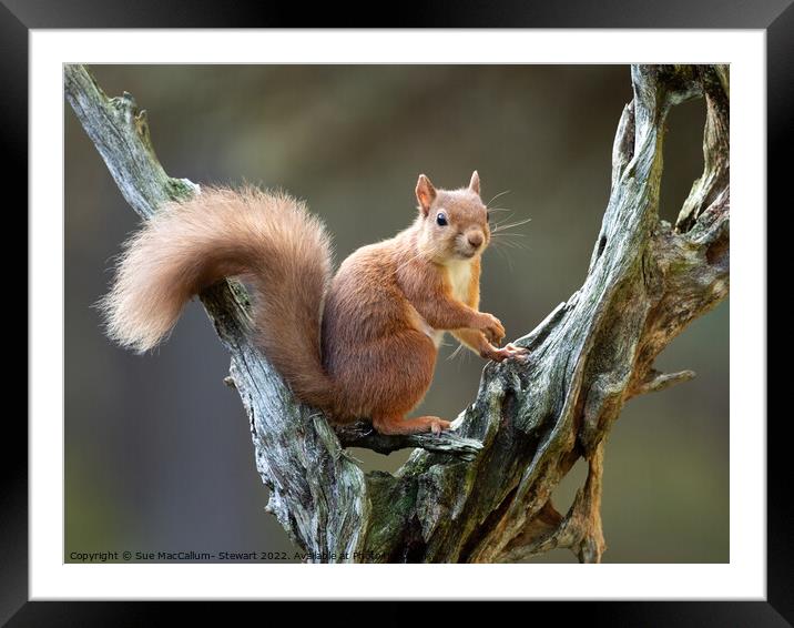 A squirrel on a branch Framed Mounted Print by Sue MacCallum- Stewart