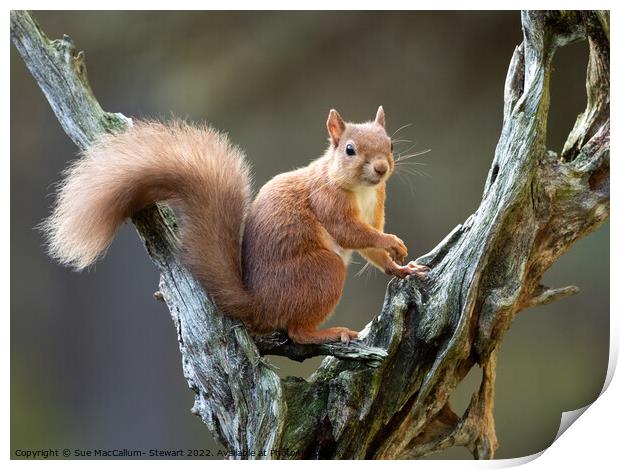 A squirrel on a branch Print by Sue MacCallum- Stewart