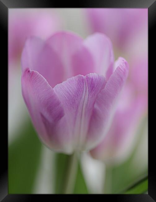 Tulip in Pastels. Framed Print by Ros Crosland