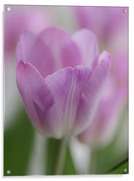 Tulip in Pastels. Acrylic by Ros Crosland