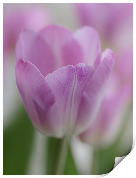 Tulip in Pastels. Print by Ros Crosland