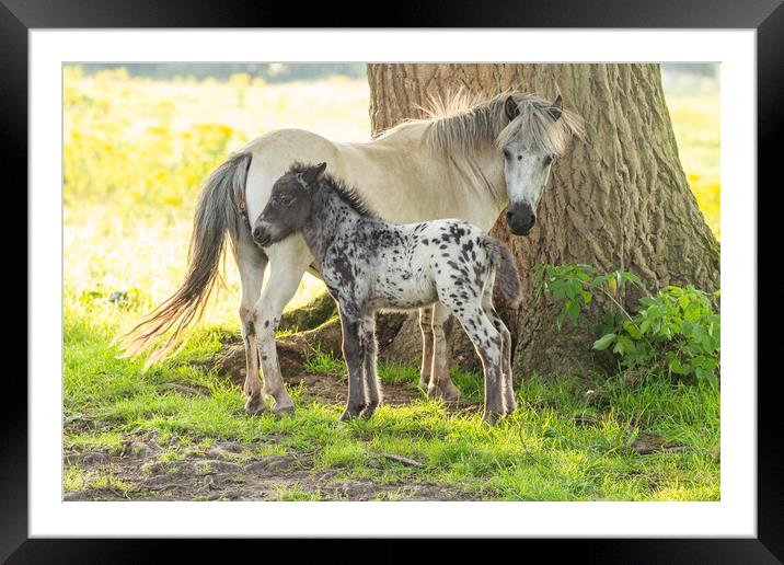 A pony and foal in Yorkshire countryside.  Framed Mounted Print by Ros Crosland