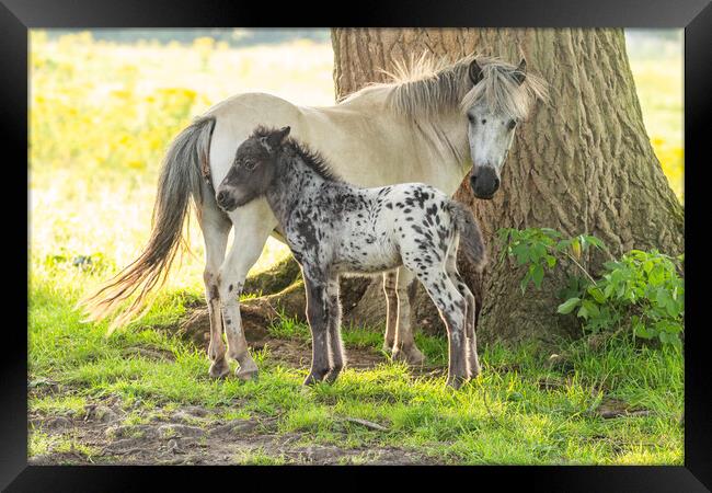 A pony and foal in Yorkshire countryside.  Framed Print by Ros Crosland