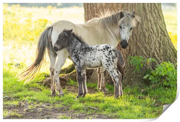 A pony and foal in Yorkshire countryside.  Print by Ros Crosland