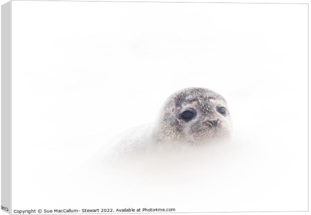 Seal Cub Canvas Print by Sue MacCallum- Stewart