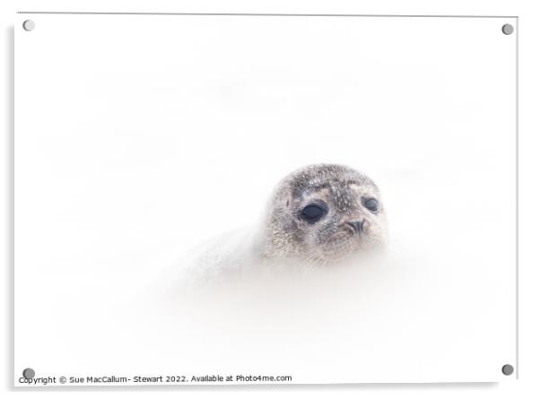 Seal Cub Acrylic by Sue MacCallum- Stewart