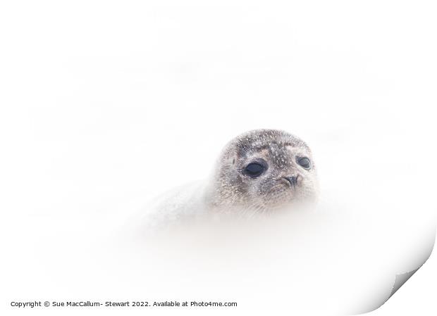 Seal Cub Print by Sue MacCallum- Stewart