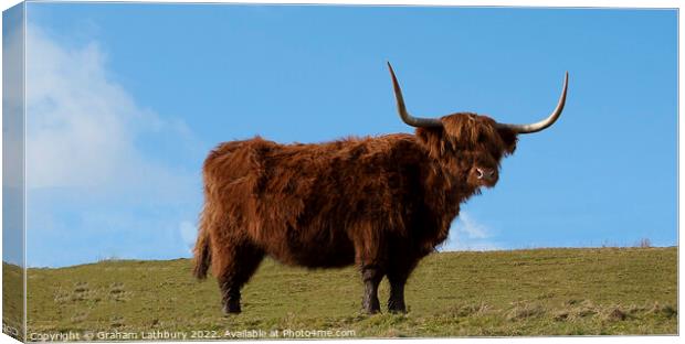 Highland Cow, Scotland Canvas Print by Graham Lathbury