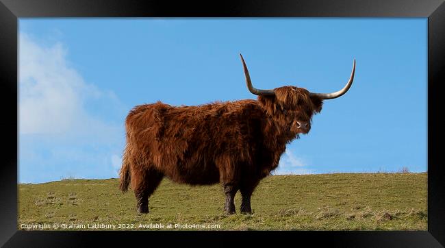 Highland Cow, Scotland Framed Print by Graham Lathbury