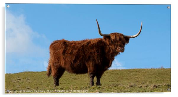 Highland Cow, Scotland Acrylic by Graham Lathbury