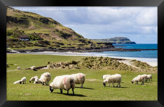 Sheep on Machair Calgary Bay Isle of Mull Scotland Framed Print by Pearl Bucknall