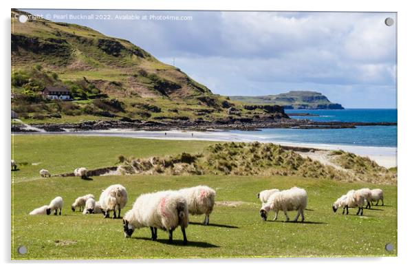 Sheep on Machair Calgary Bay Isle of Mull Scotland Acrylic by Pearl Bucknall