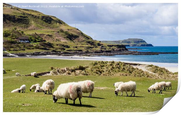 Sheep on Machair Calgary Bay Isle of Mull Scotland Print by Pearl Bucknall