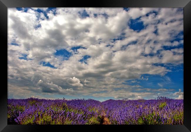 Lavender Field Summer Flowers Cotswolds England Framed Print by Andy Evans Photos