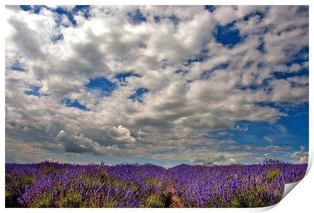 Lavender Field Summer Flowers Cotswolds England Print by Andy Evans Photos