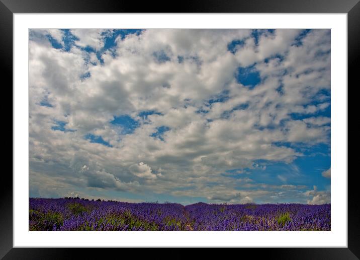 Lavender Field Summer Flowers Cotswolds England Framed Mounted Print by Andy Evans Photos