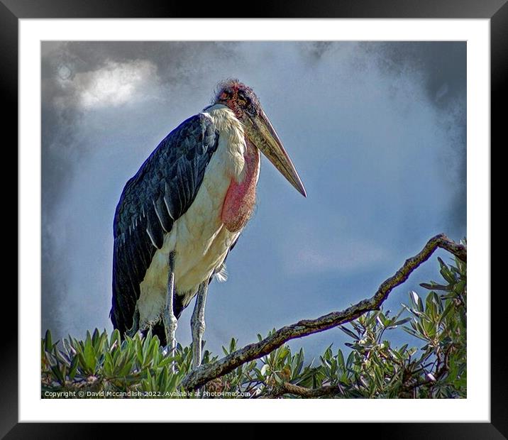Marabou Stork Africa Framed Mounted Print by David Mccandlish