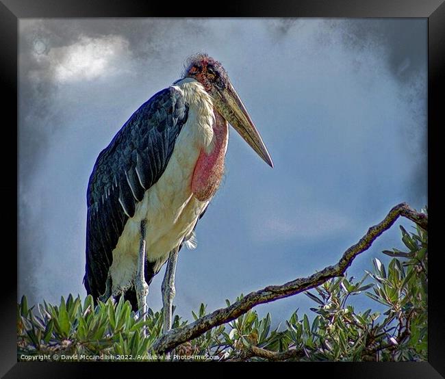 Marabou Stork Africa Framed Print by David Mccandlish